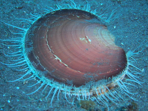 ツキヒガイ、月日貝、海鏡の1種でホタテガイの仲間