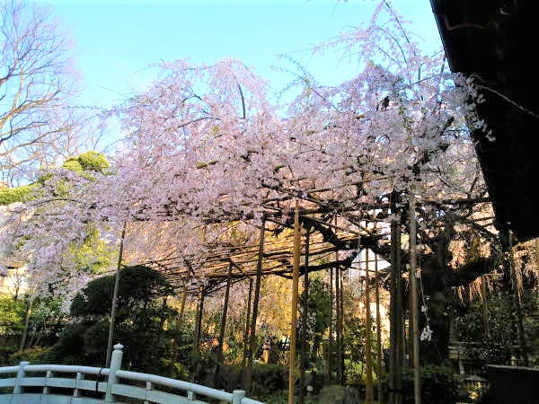 玉蔵院枝垂桜