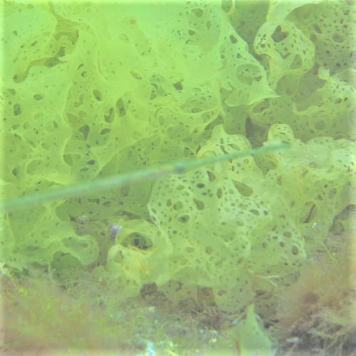 黄穴藻