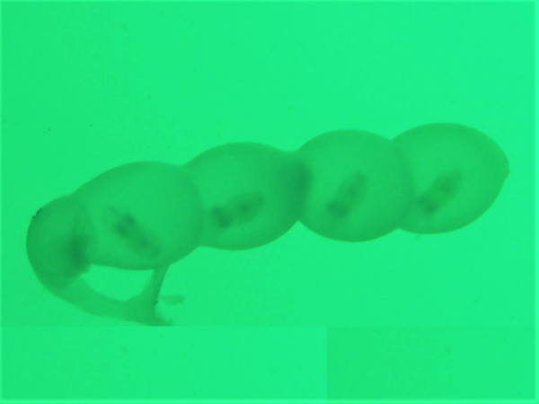 アオリイカ 卵の中の赤ちゃん イカの形