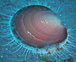 ツキヒガイ、月日貝、海鏡の1種でホタテガイの仲間