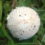 競馬場の芝生で見つけた白いボールのようなキノコは毒のあるオオシロカラカサタケ　1272