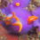 今、江之浦でダイバーに人気の小さなウミウシ、ムラサキウミコチョウ10匹が集まる　1936