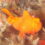 菜の花咲く春の江之浦に昔は居なかった黒いオオモンカエルアンコウの成魚3匹　1937