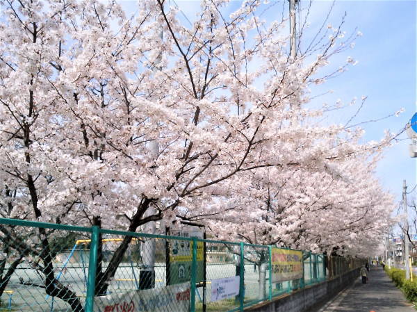 桜満開3月